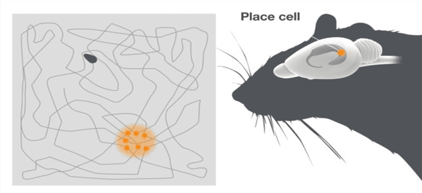 Place Cells in the brain
